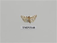 藏品(螟蛾299)的圖片